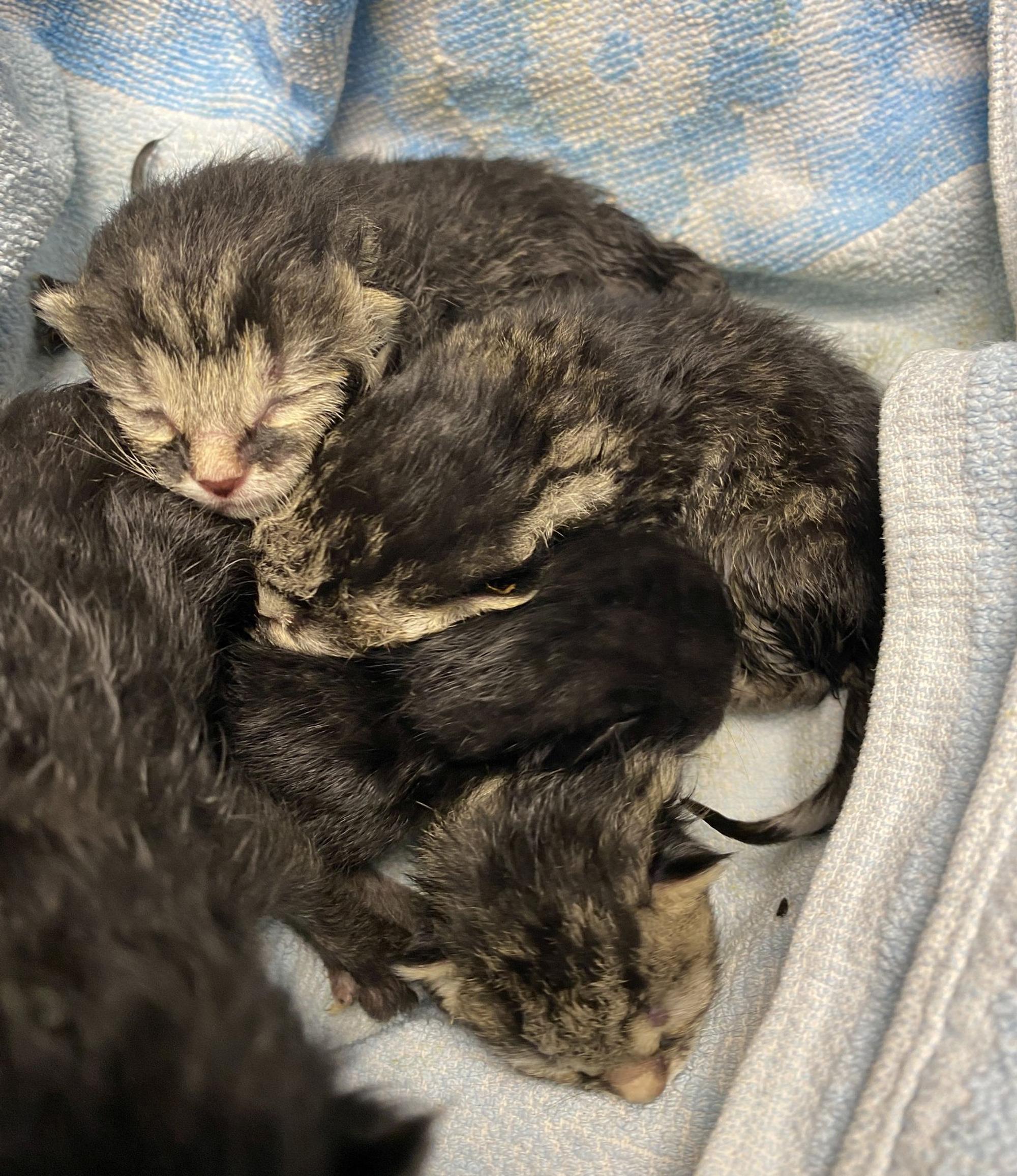 Katzenbabys