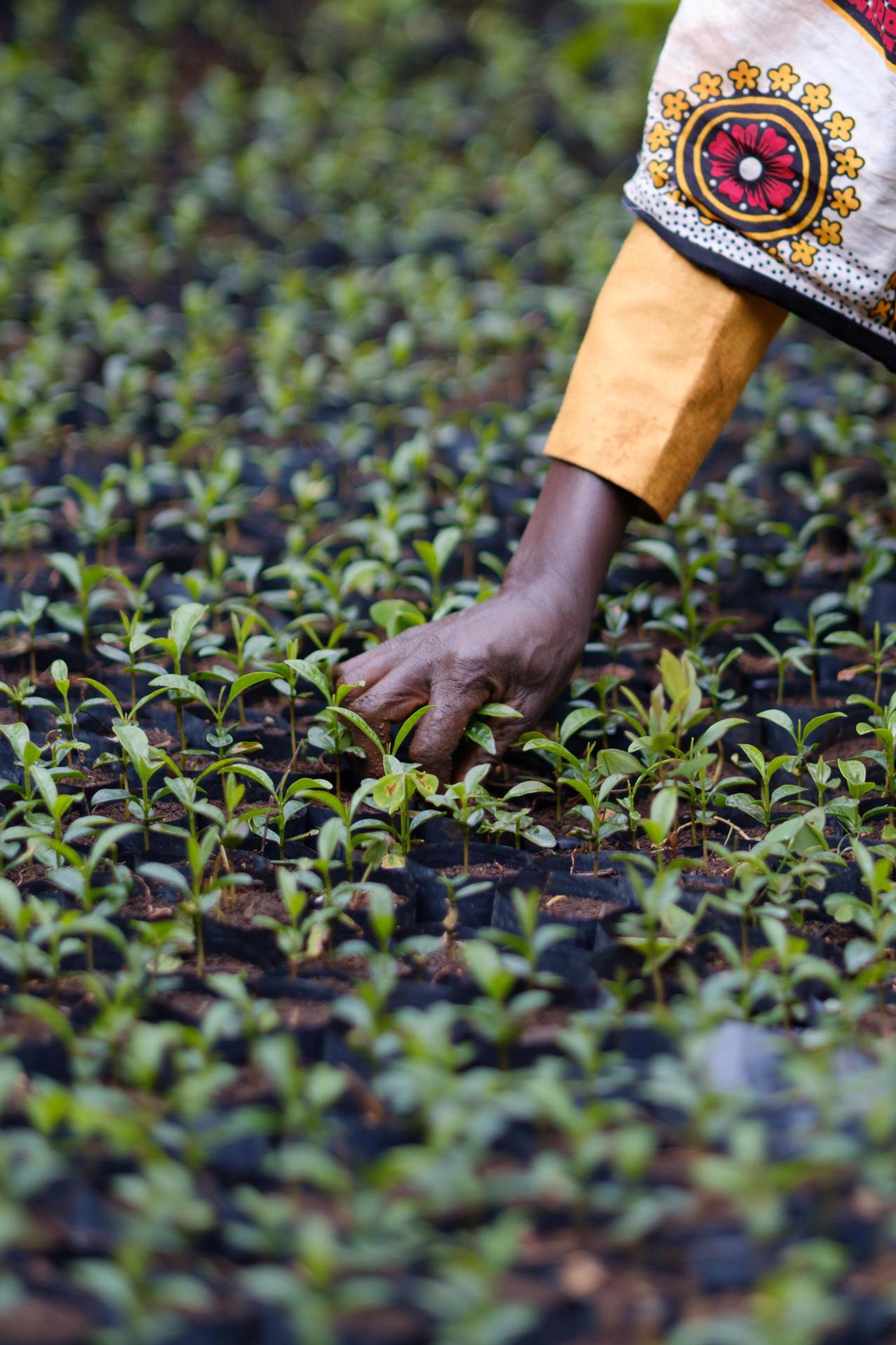 Ecosia-Kenya-54