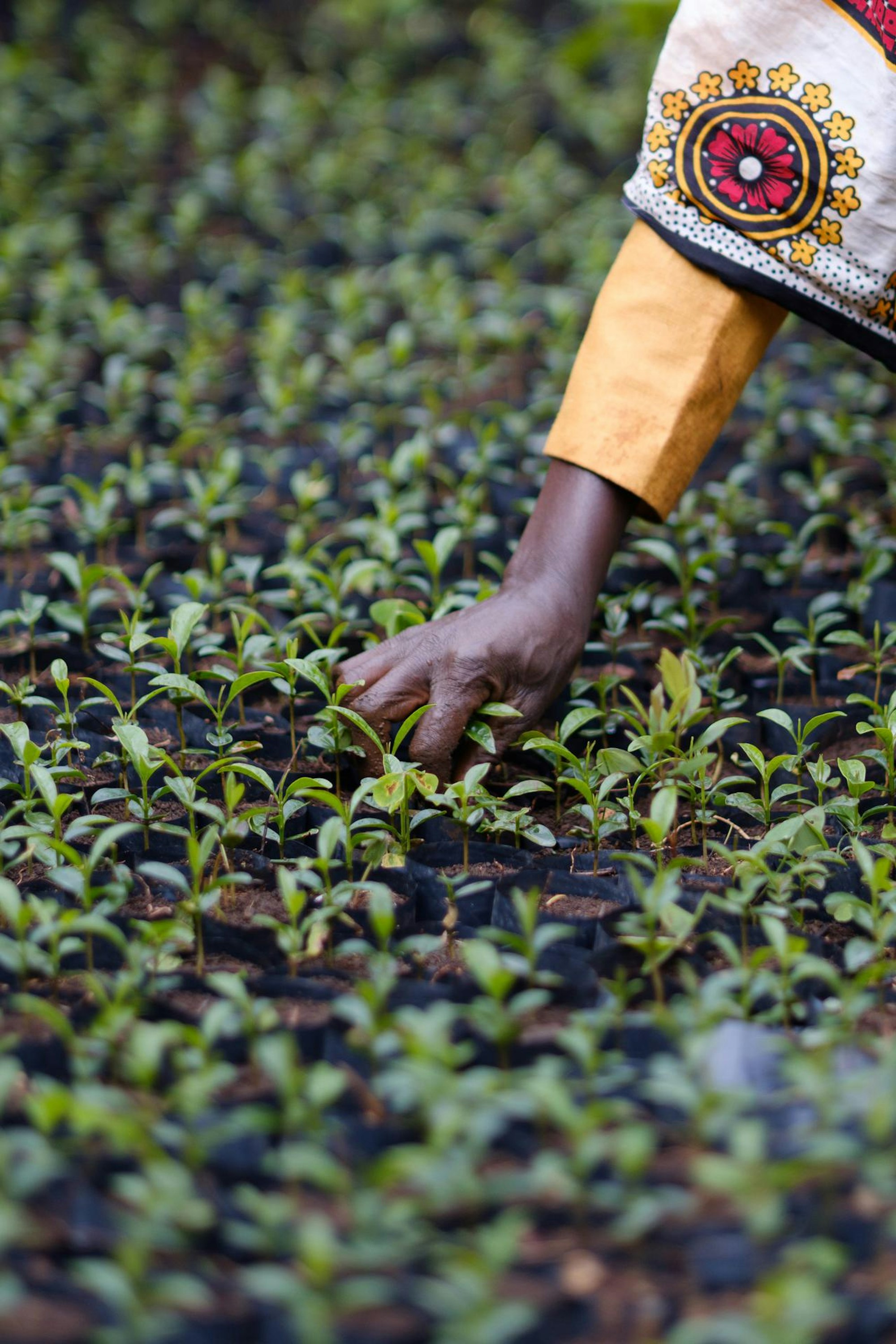 Ecosia-Kenya-54