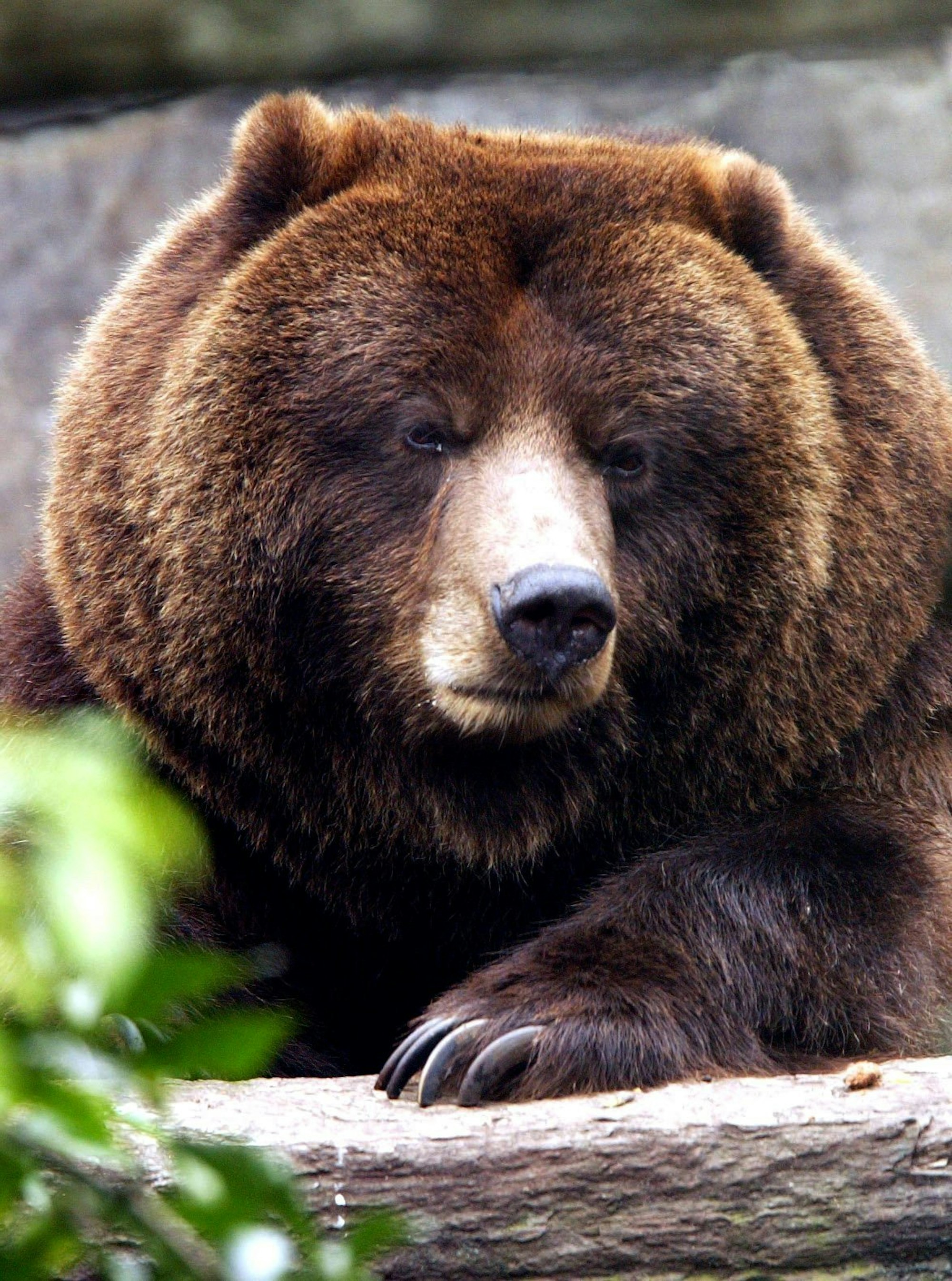 Bär_KölnerZoo_12082020