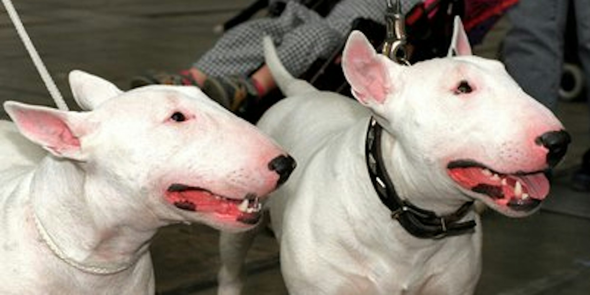 digas-132866134_MDS-MZ-2015-03-26-71-82204255