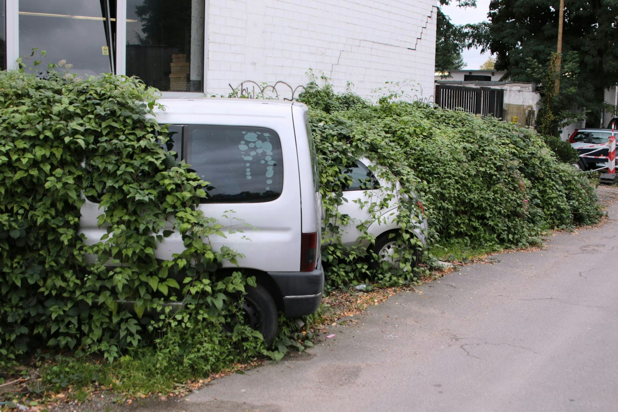 Autos_zugewuchert_11102017c