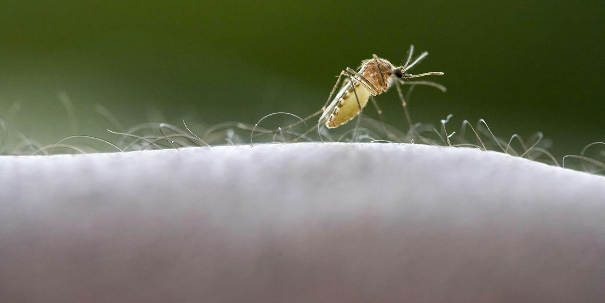 west-nilfieber mücke culex