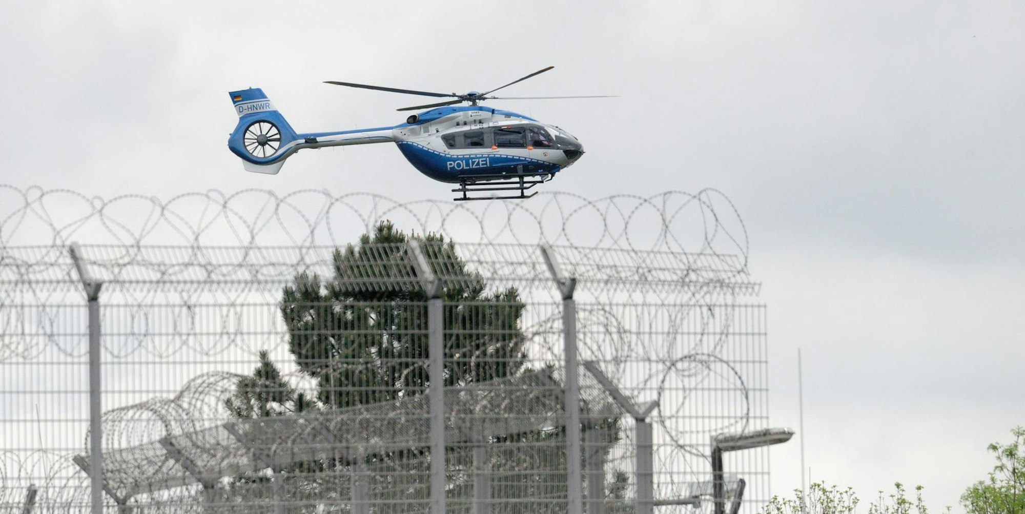 Drach in Köln eingeflogen