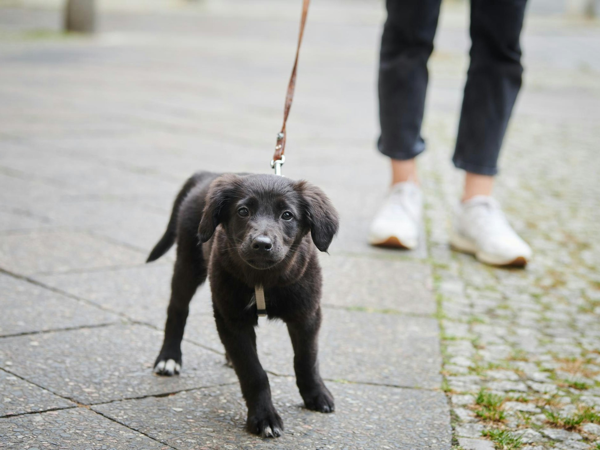 Ein Hund wird an der Leine Gassi geführt.