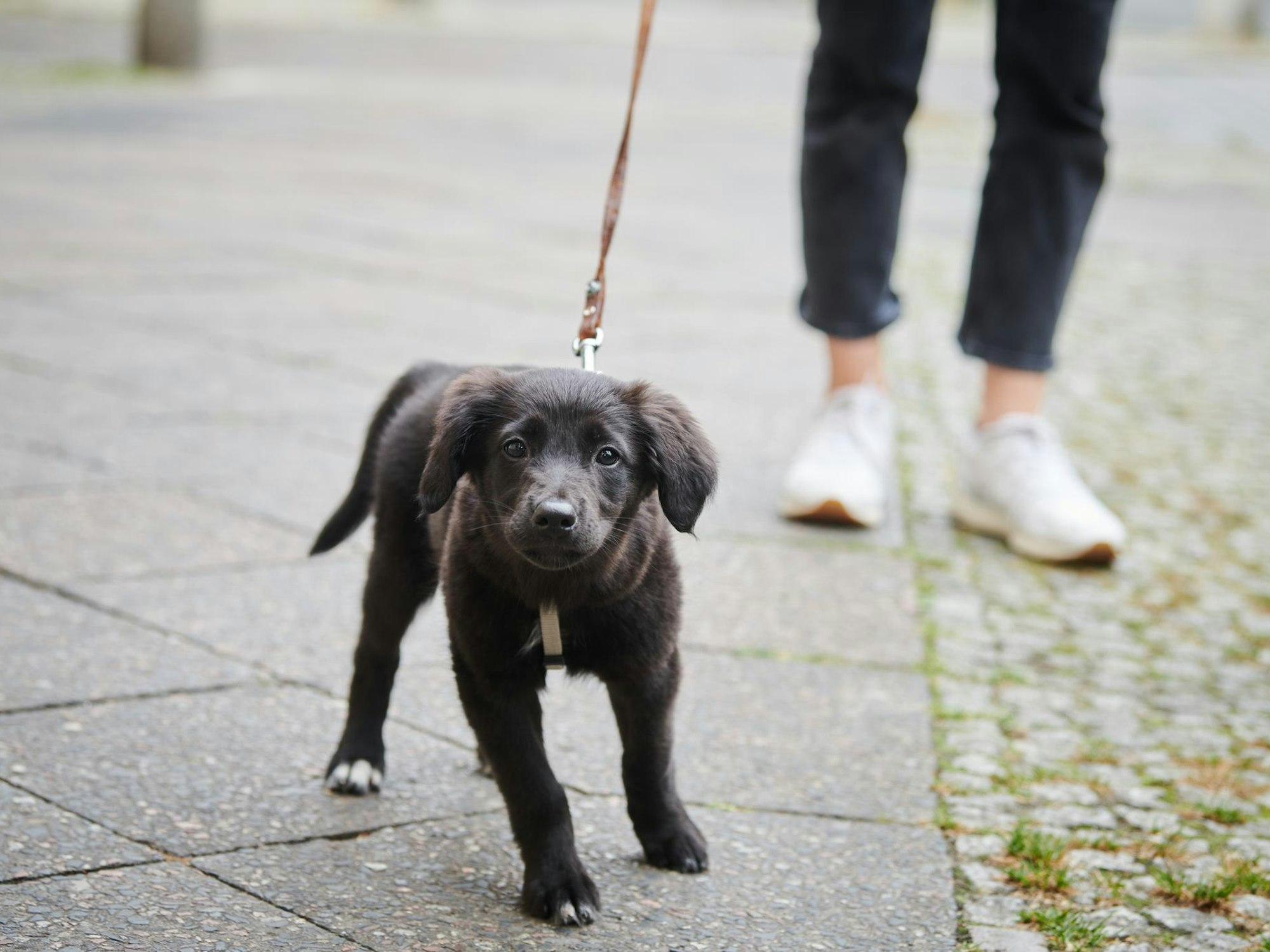Ein Hund wird an der Leine Gassi geführt.