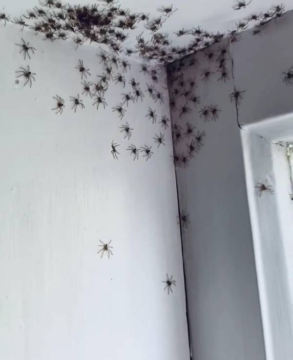 Spinnen-Invasion Zimmer