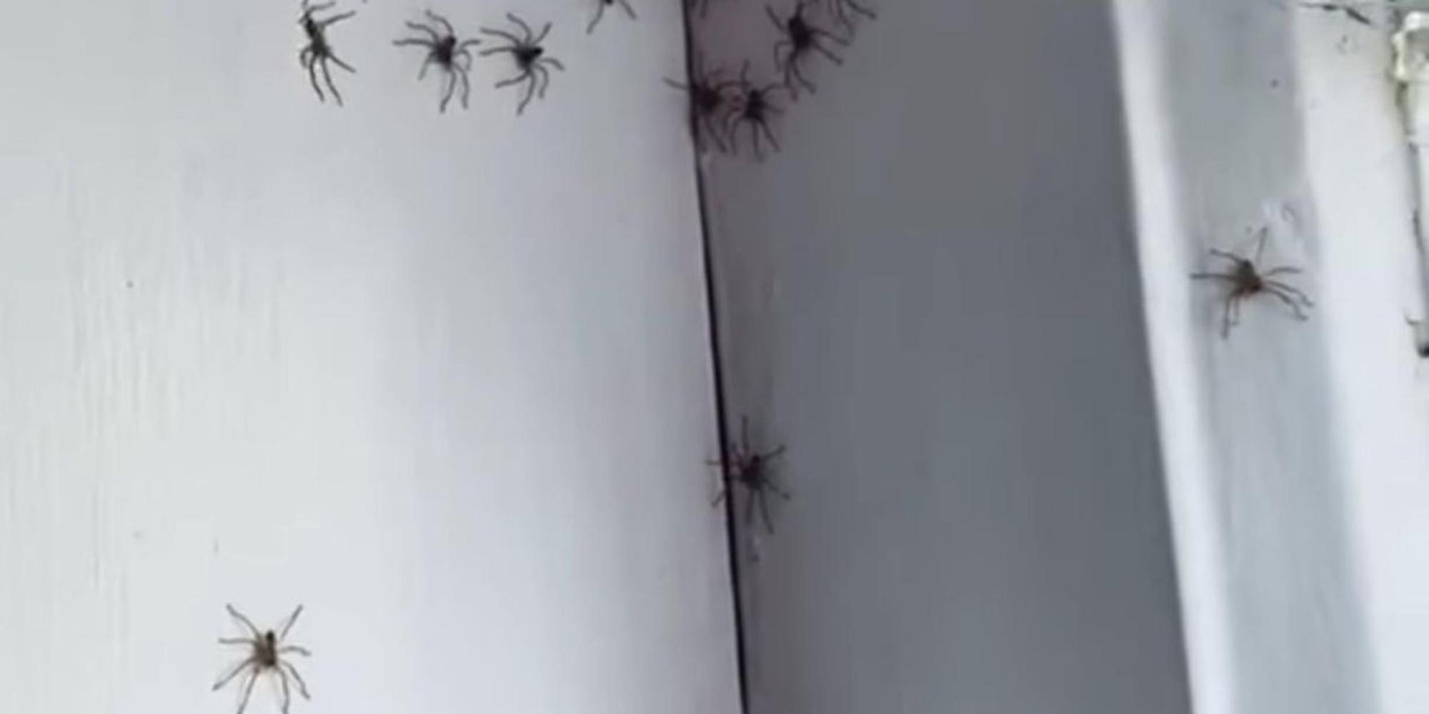 Spinnen-Invasion Zimmer