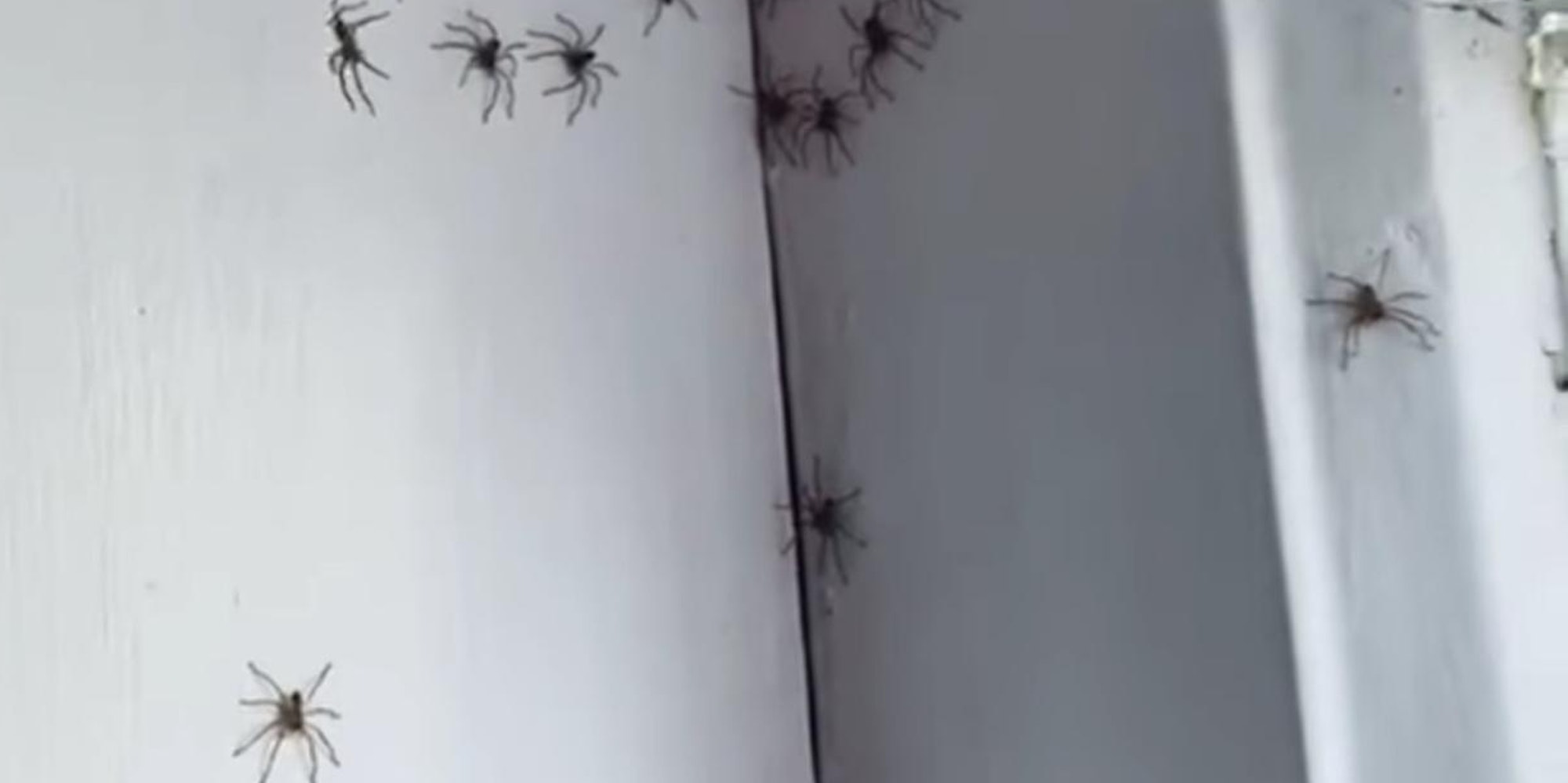 Spinnen-Invasion Zimmer