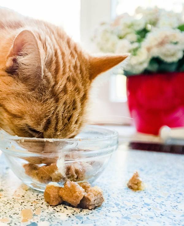 Katze futtert Katzenfutter