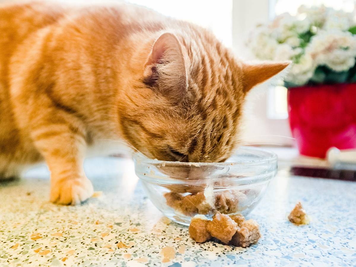 Katze futtert Katzenfutter