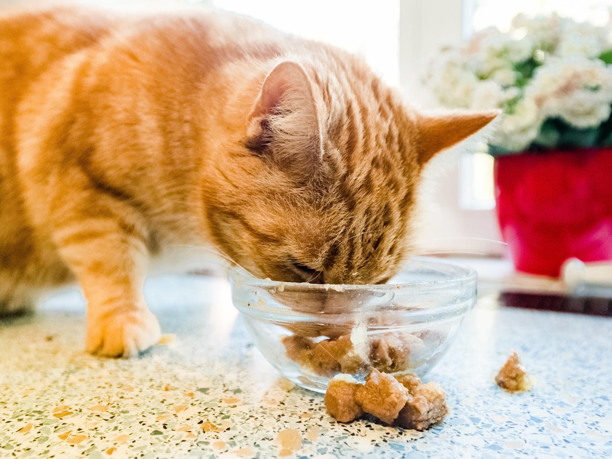 Katze futtert Katzenfutter