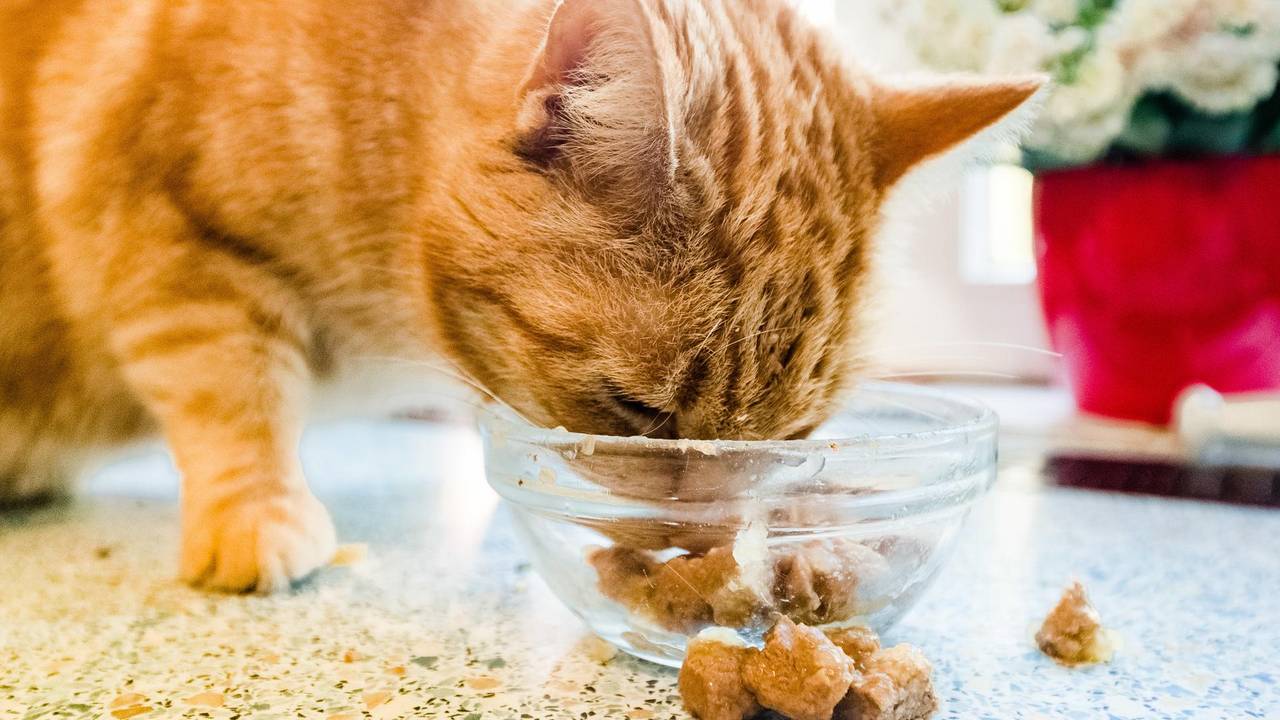 Katze futtert Katzenfutter