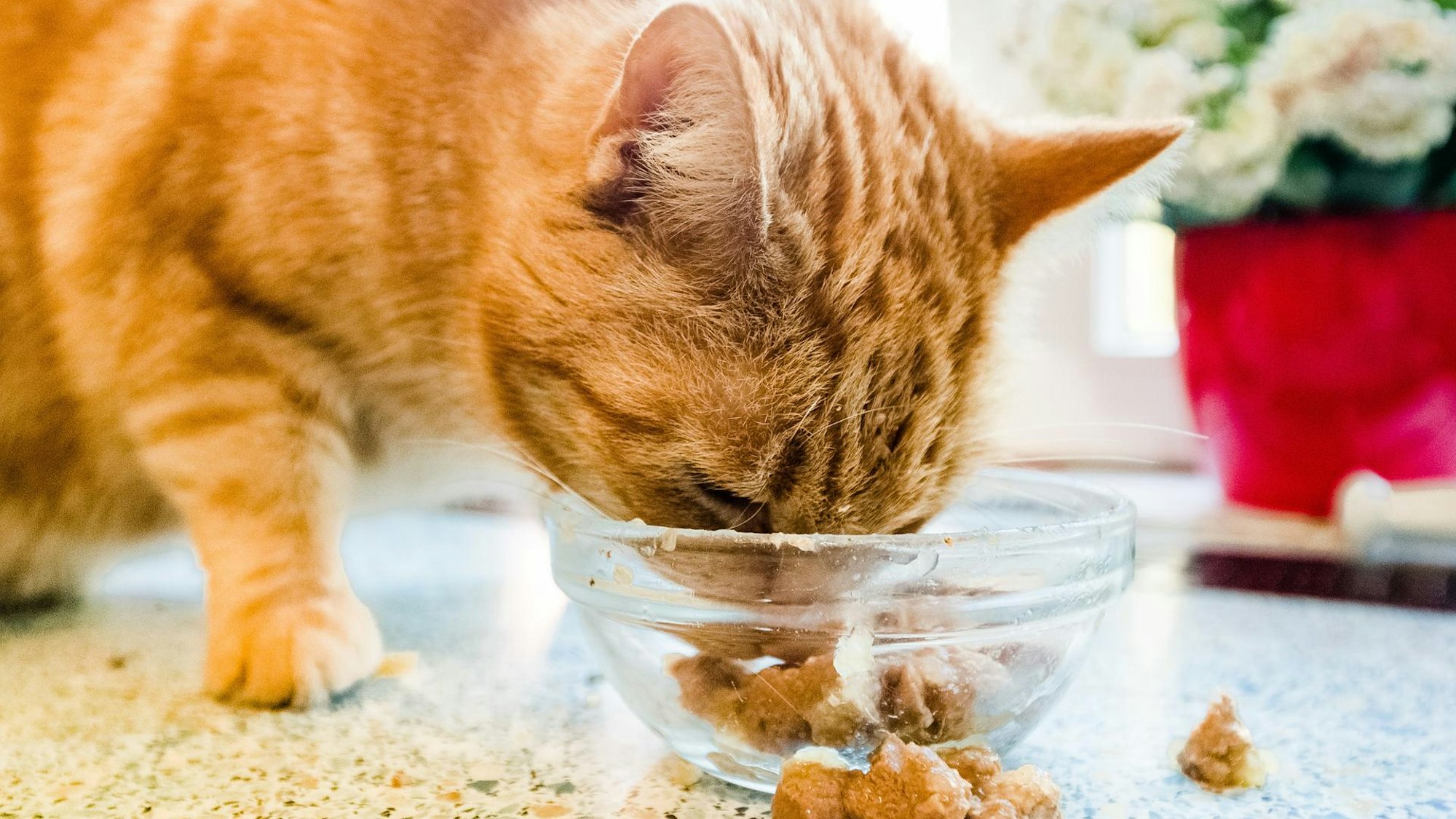 Katze futtert Katzenfutter