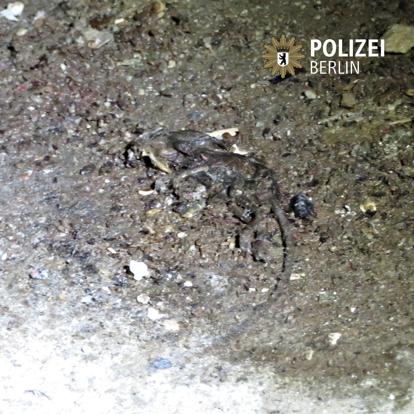 tote ratte bäckerei berlin