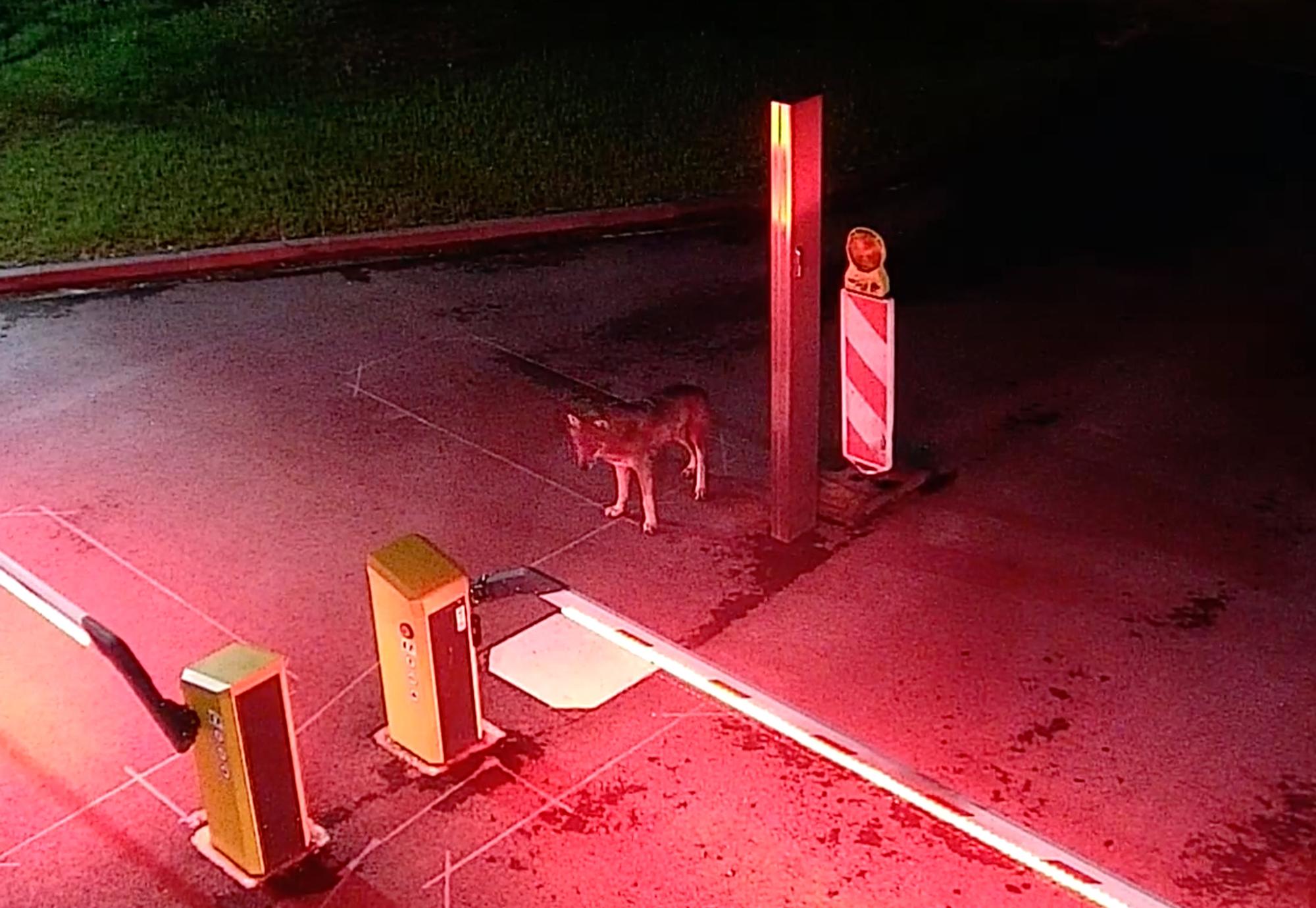 Wolf Rehinergie
