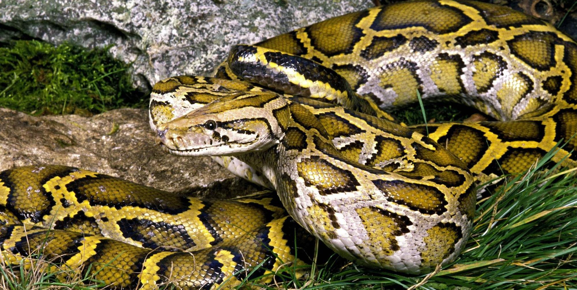 Python Symbolbild