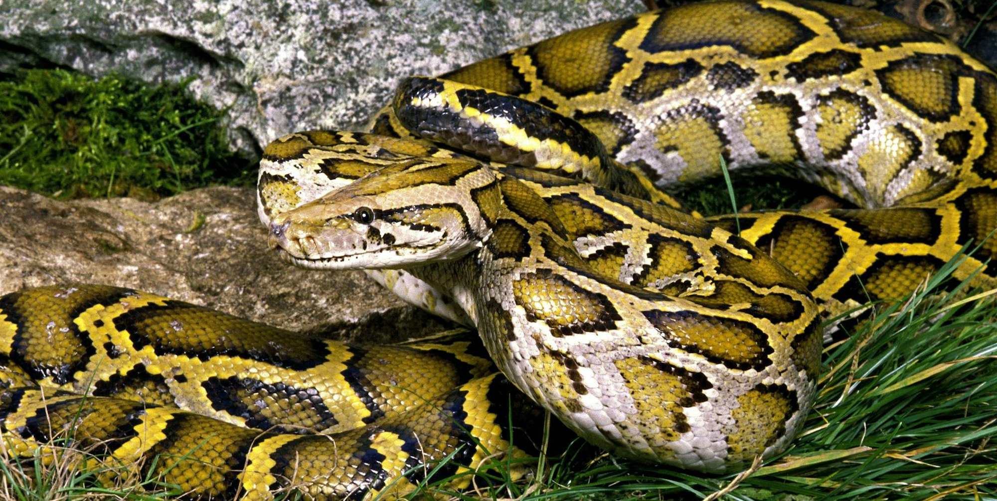 Python Symbolbild