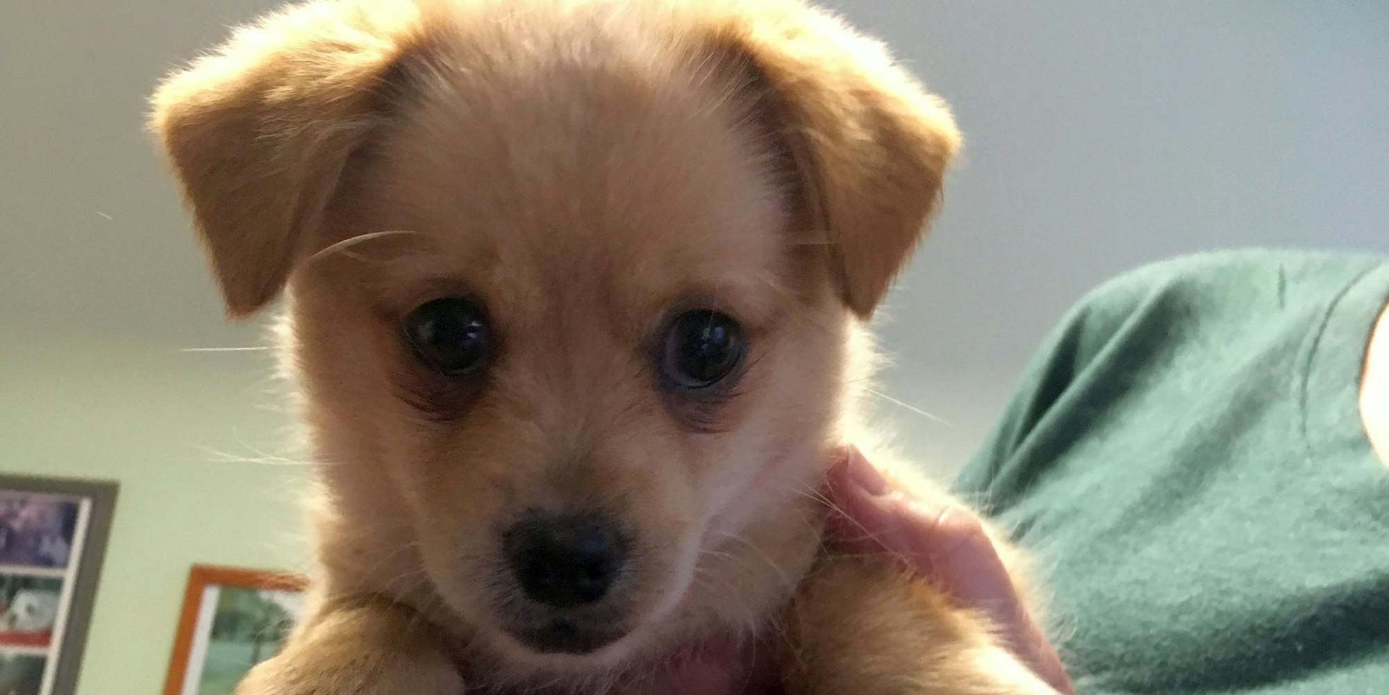 Welpe_Dellbrueck_300819