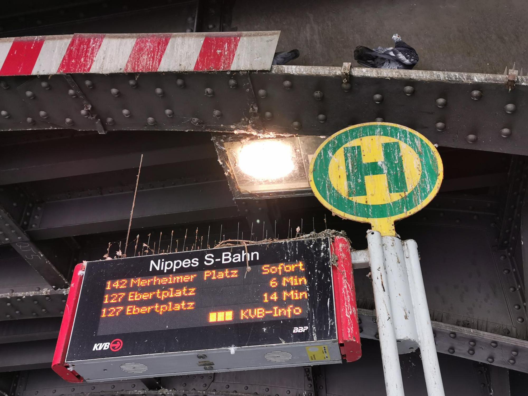 bahnhof_nippes_tauben_17_02_2021_01