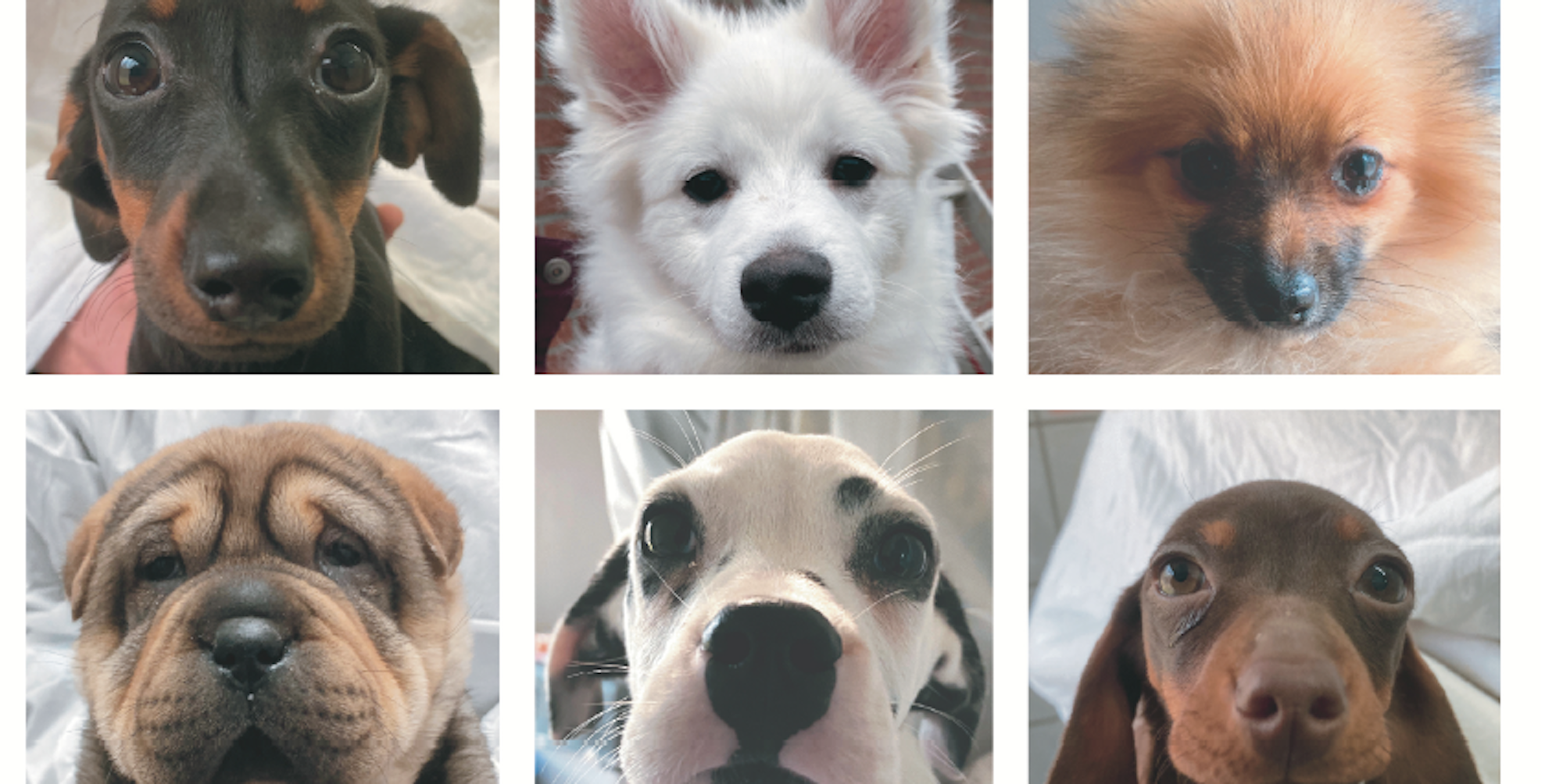 corona-opfer tierheim