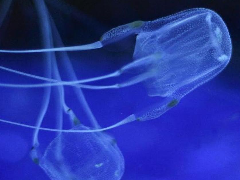 wuerfelqualle_seewespe_dpa