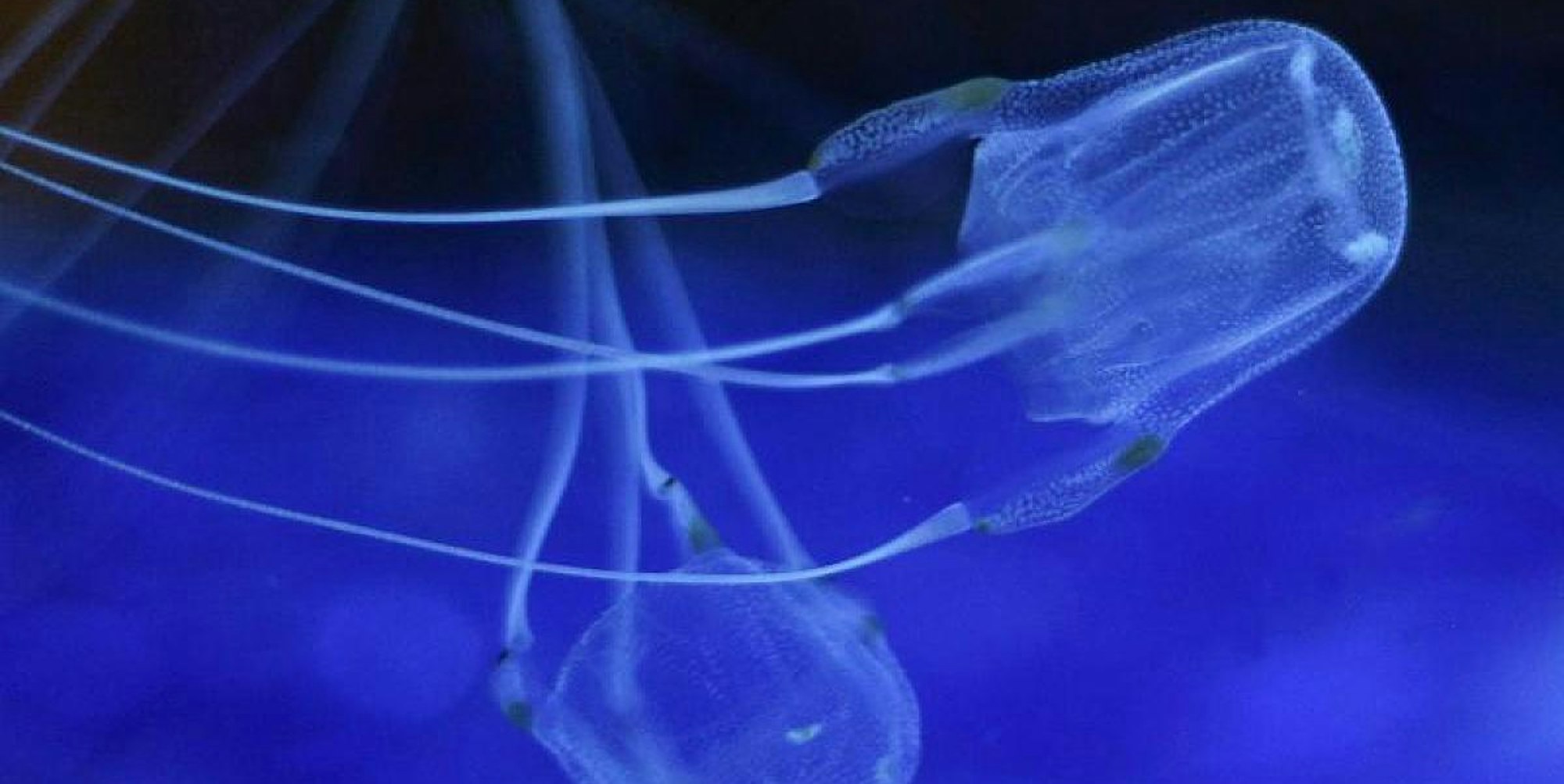 wuerfelqualle_seewespe_dpa