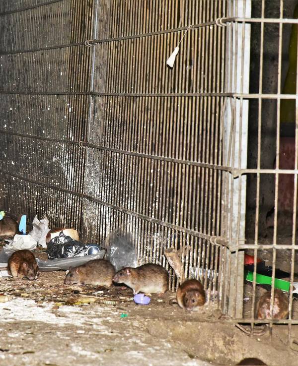 Im Kölner Stadtteil Meschenich herrscht derzeit eine Rattenplage.