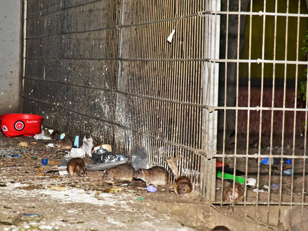 Im Kölner Stadtteil Meschenich herrscht derzeit eine Rattenplage.