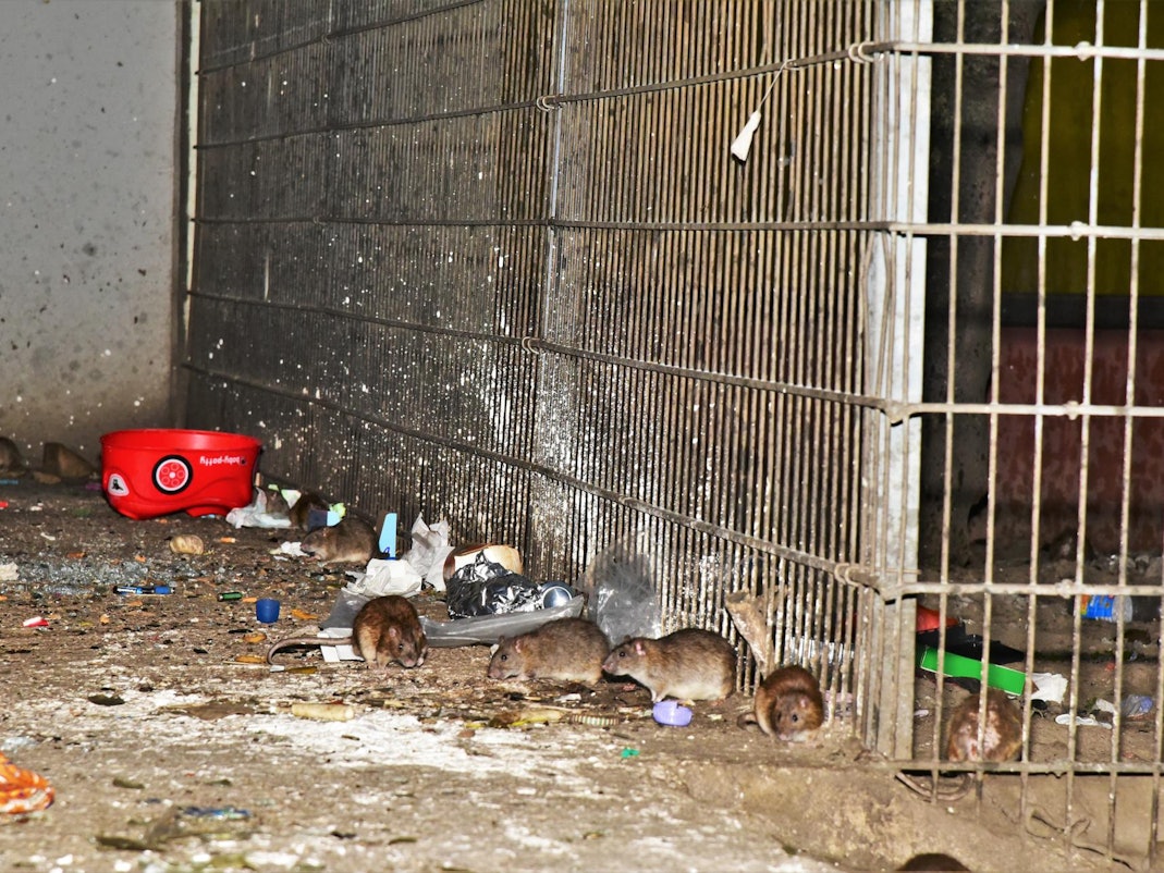 Im Kölner Stadtteil Meschenich herrscht derzeit eine Rattenplage.