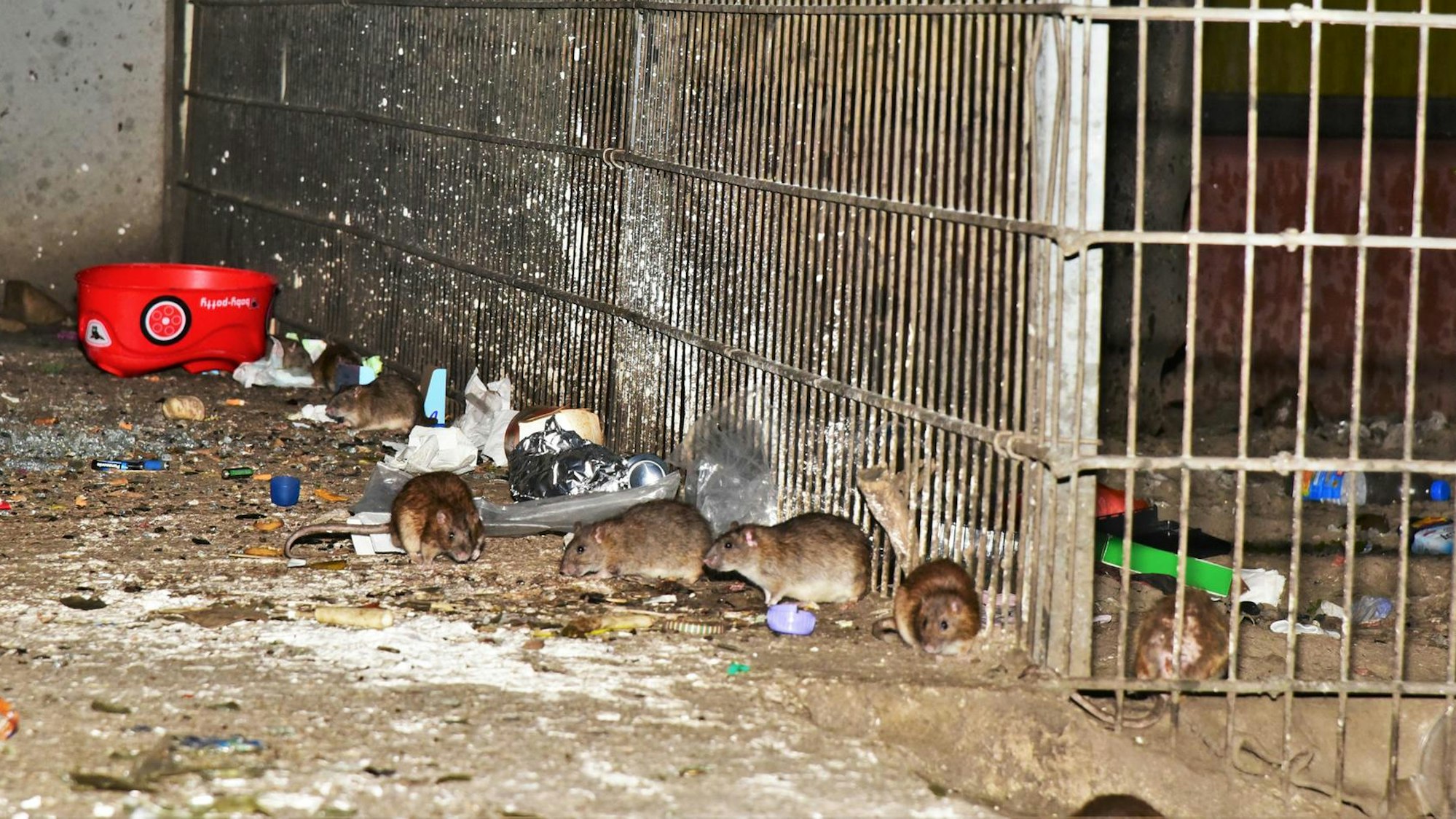 Im Kölner Stadtteil Meschenich herrscht derzeit eine Rattenplage.
