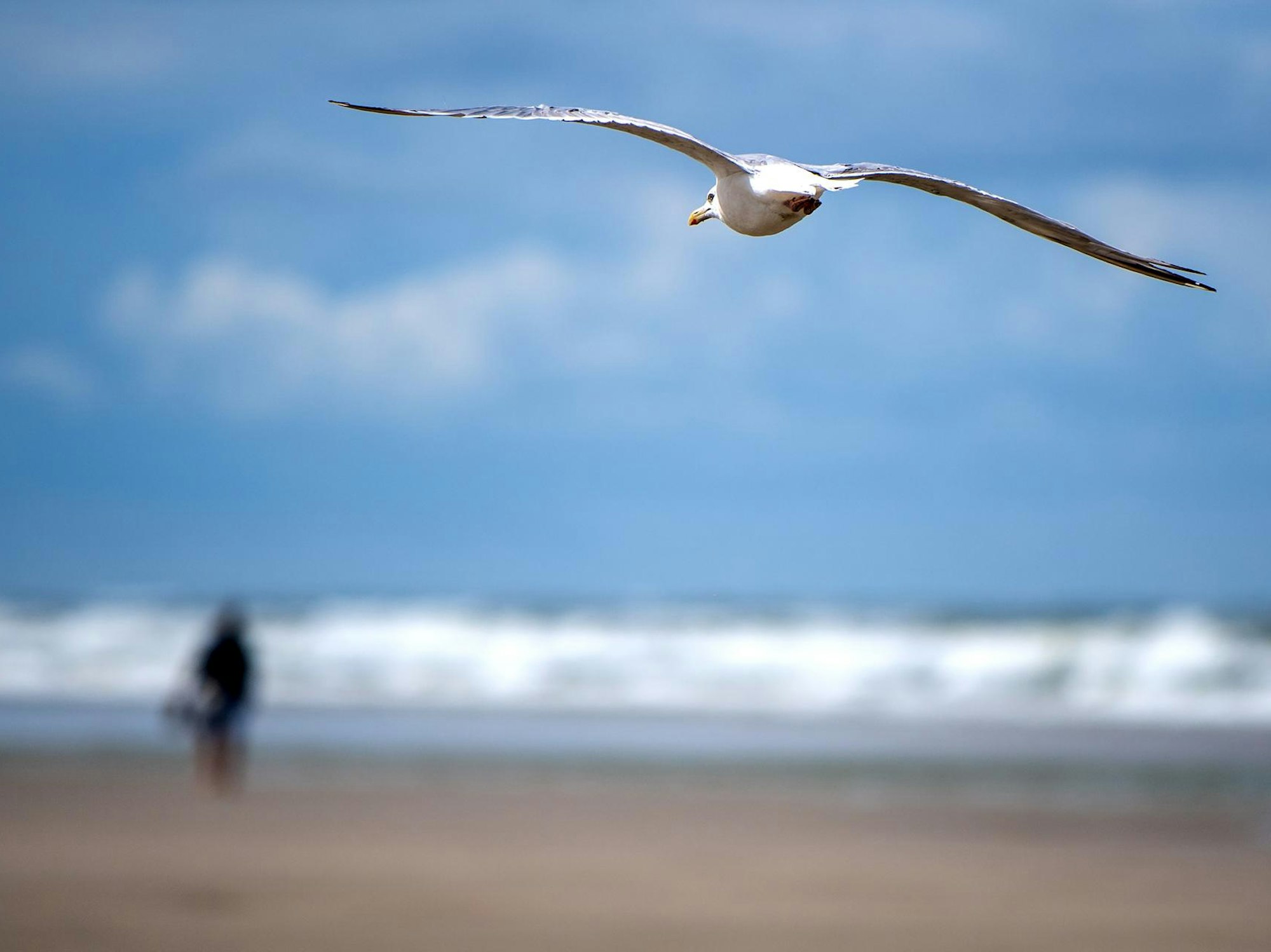 Möve fliegt über Strand, Mensch geht spazieren