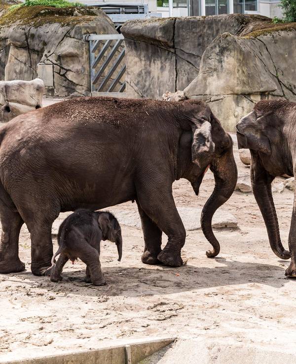 20200618-ARO-ElefantenbabyZoo-16