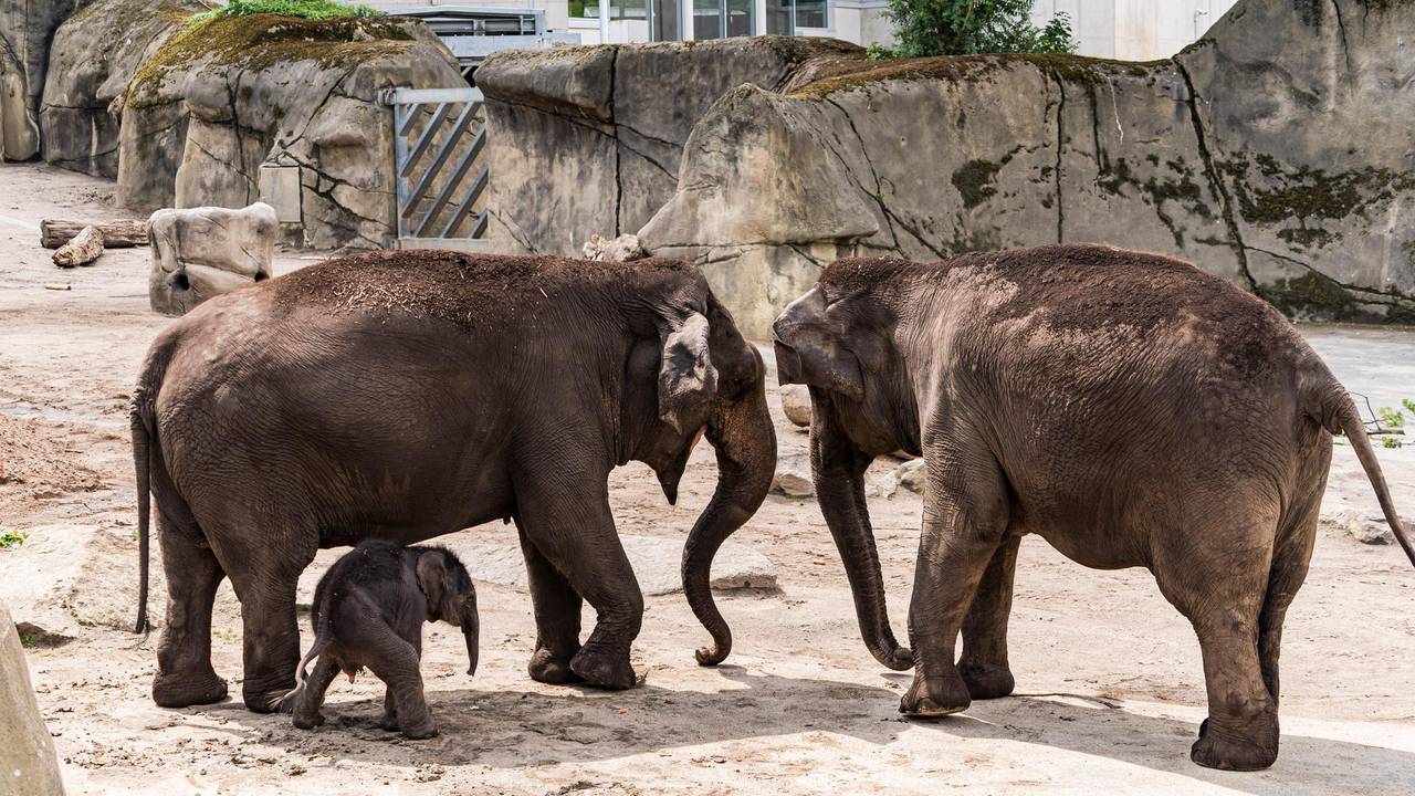 20200618-ARO-ElefantenbabyZoo-16