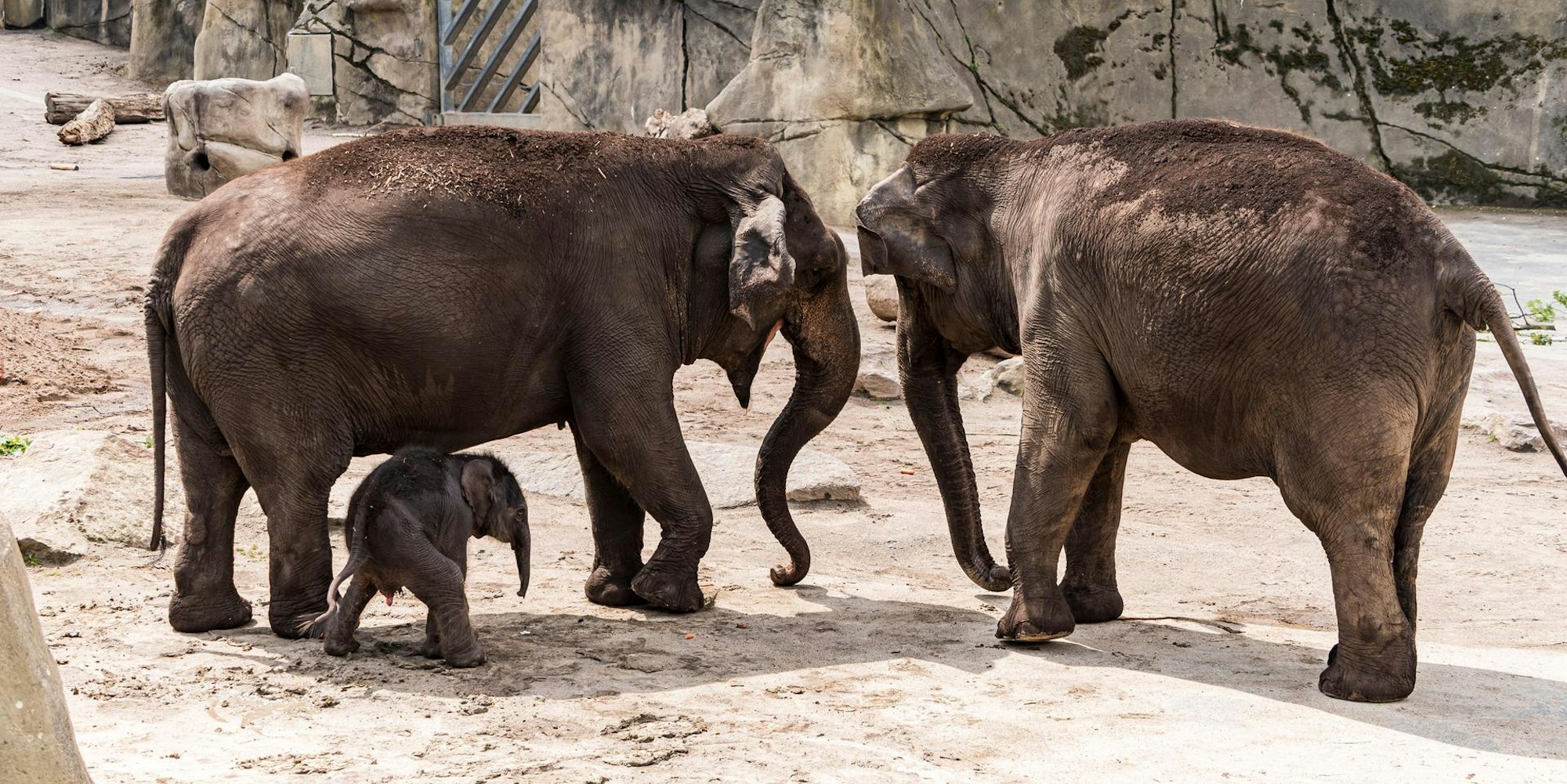 20200618-ARO-ElefantenbabyZoo-16