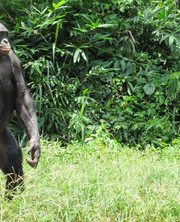 Bonobo-Affe