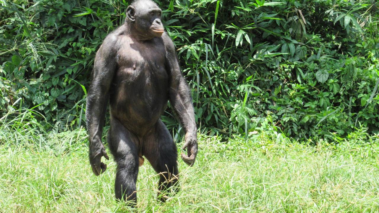 Bonobo-Affe