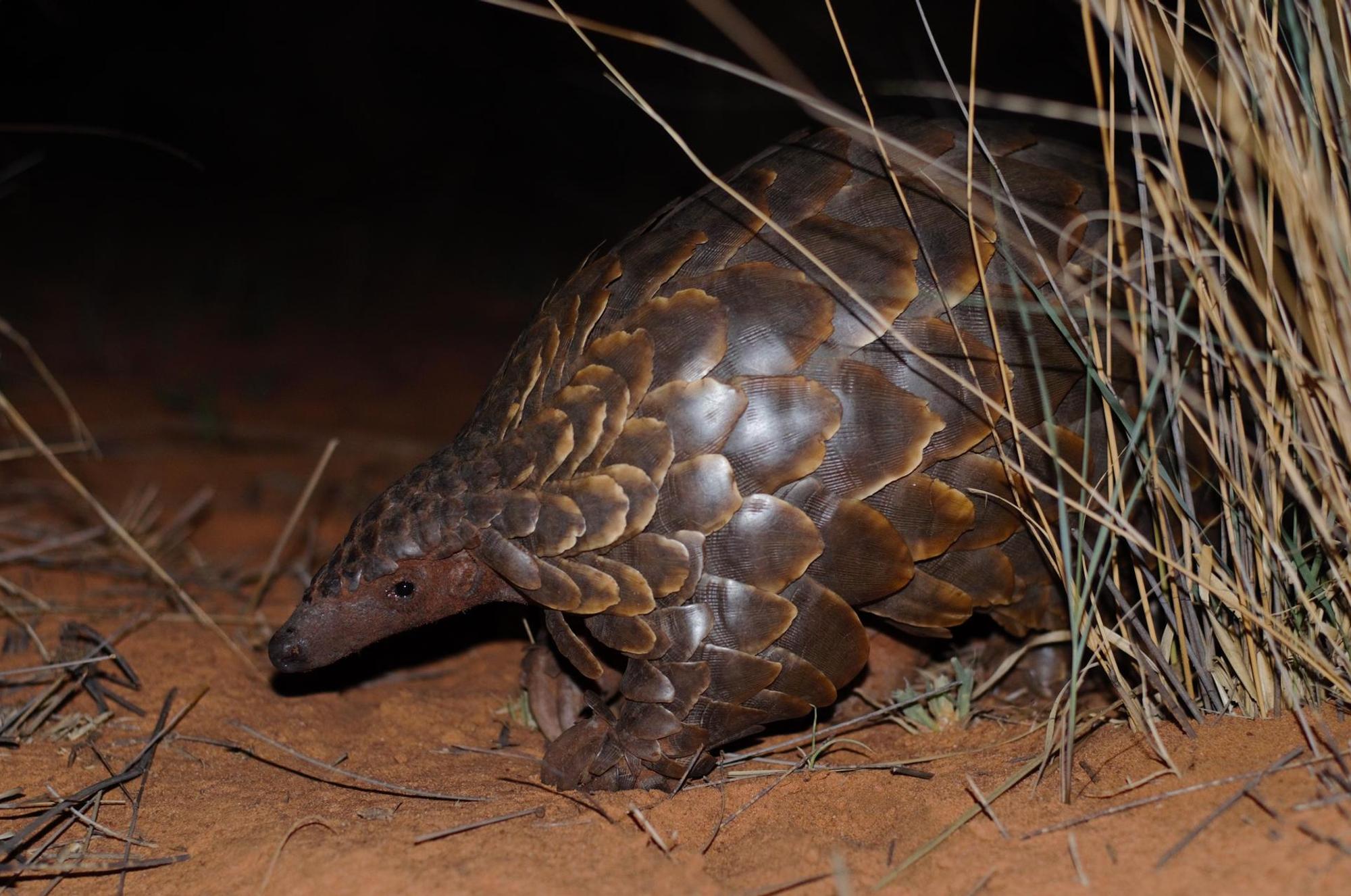 Pangolin_1