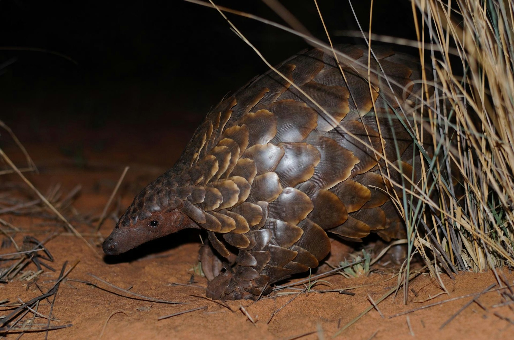 Pangolin_1