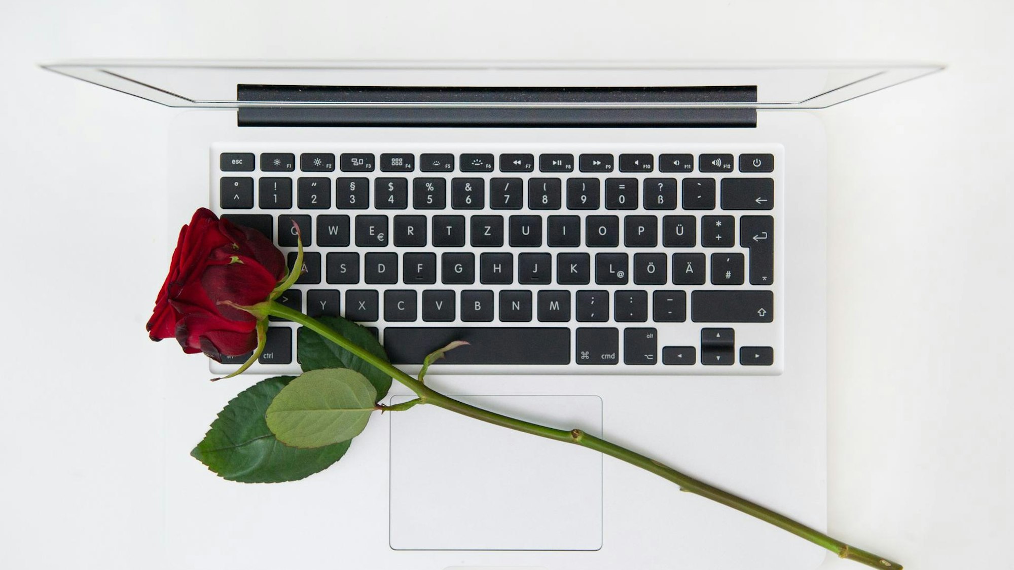 Eine rote Rose liegt auf einem weißen Laptop.
