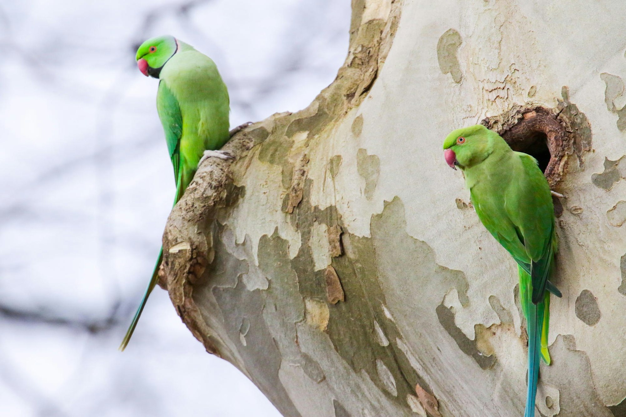 20150225papagei-mh1593B