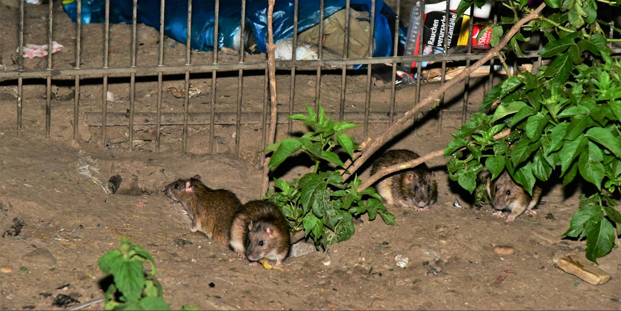 rattenplage_meschenich_31_05_2021_04