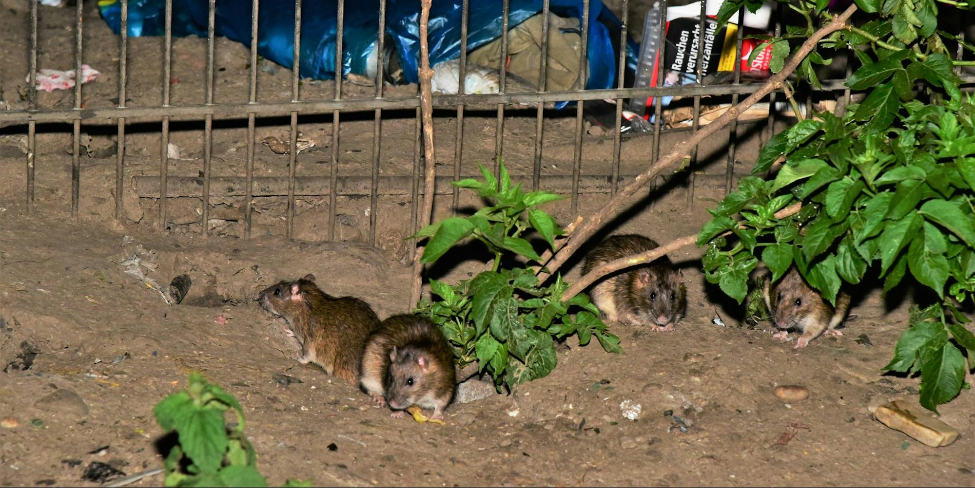 rattenplage_meschenich_31_05_2021_04