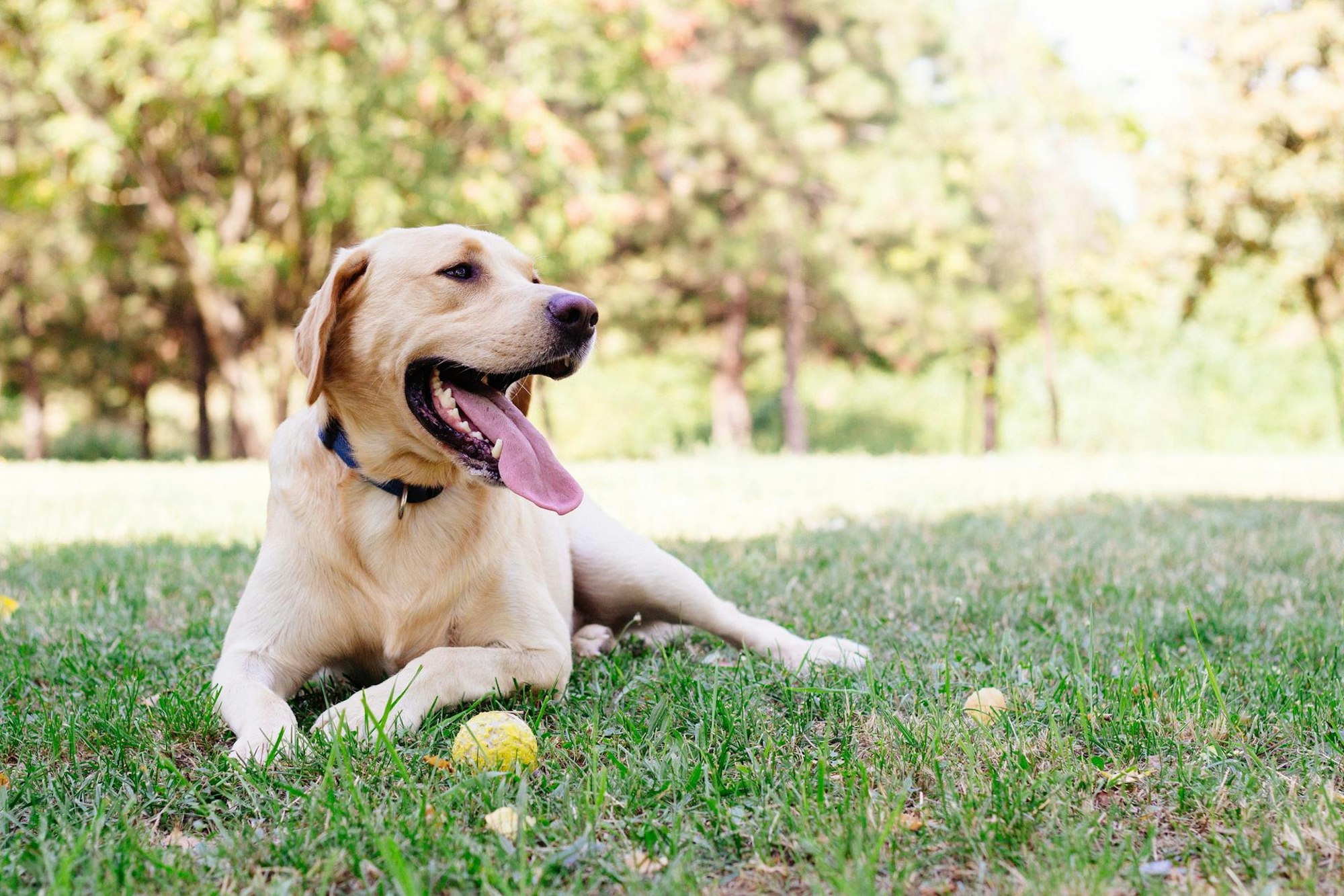 Labrador_Symbol
