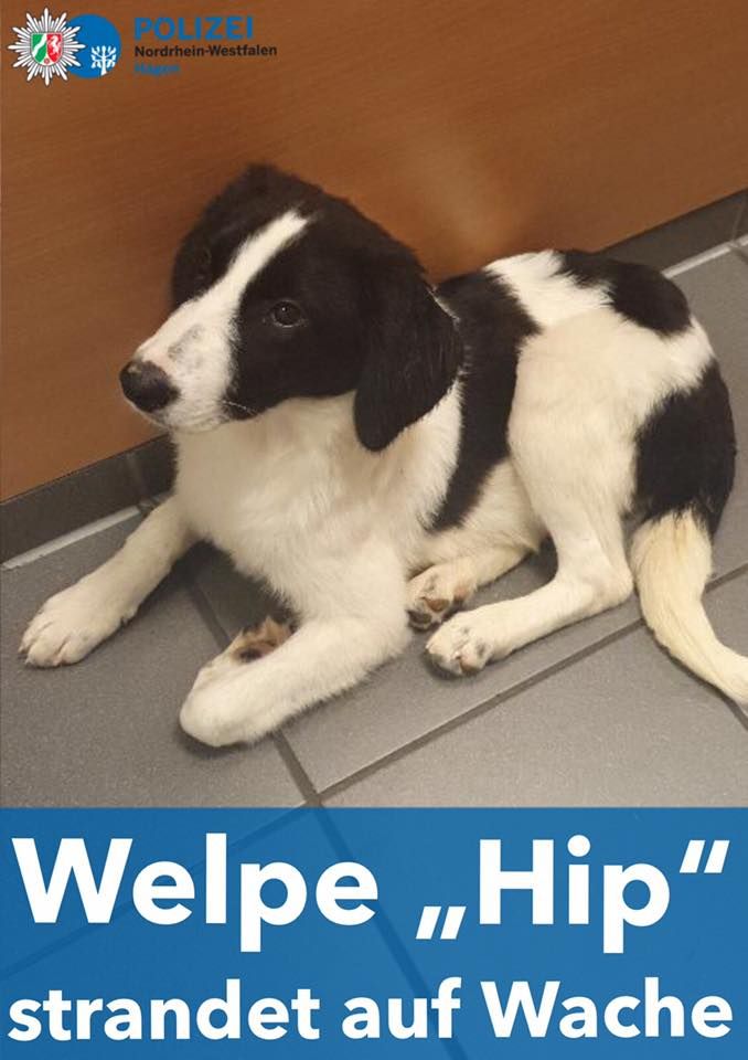 Welpe Hip
