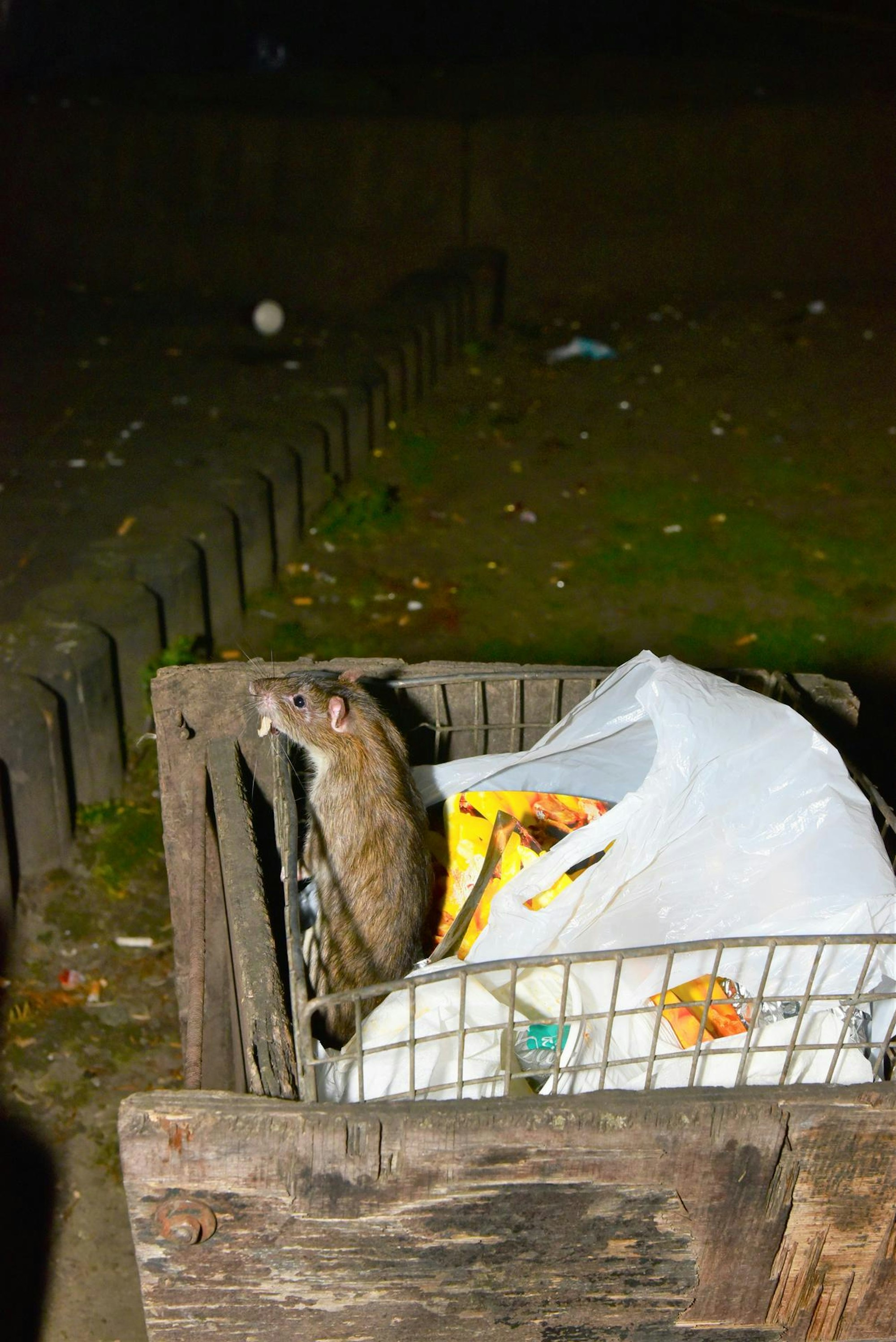 rattenplage_meschenich_31_05_2021_05