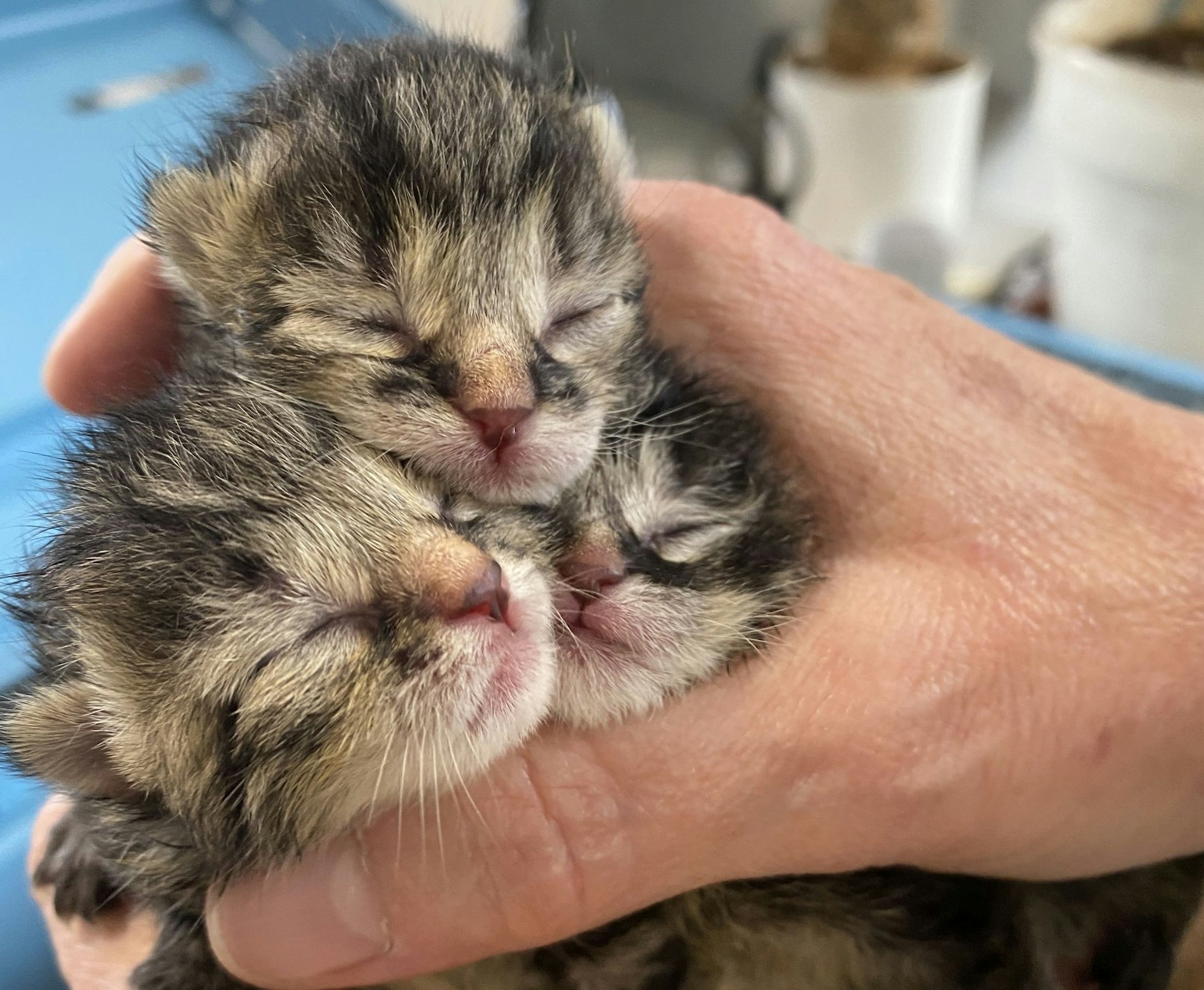 Katzenbaby in Radlager gefunden