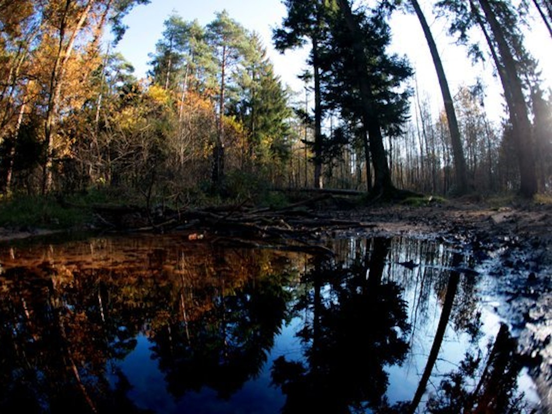 Ein Gewässer im Königsforst