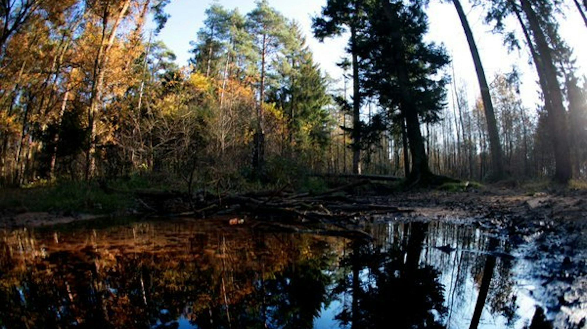 Ein Gewässer im Königsforst