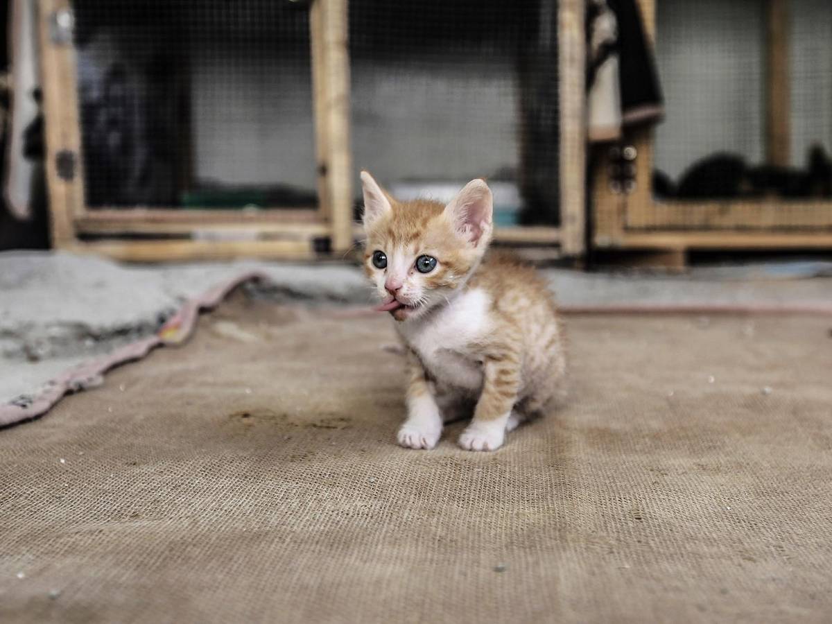 Eine kleine Katze sitzt auf dem Boden.